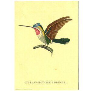 Vintage Hummingbird Print – Oiseau-Mouche Corinne 1969 Donald Art Co